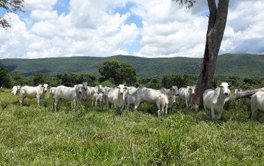 Exportações brasileiras de carne bovina in natura alcançaram 148,8 mil t em novembro/22
