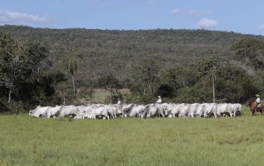 Brasil tem tecnologia para fazer pecuária de baixa emissão de carbono