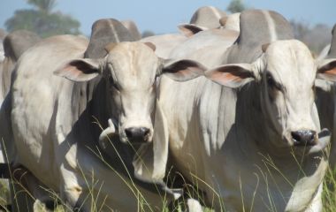 GT realiza primeira reunião para debater a rastreabilidade bovina em Mato Grosso