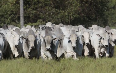 Quantidade e qualidade: a maior oferta de touros do país