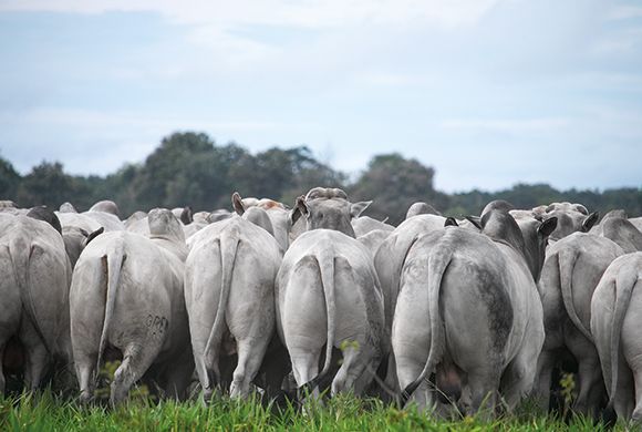 Cresce exportação de carne bovina no Brasil