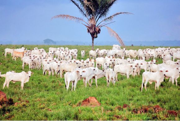 Mato Grosso atinge maior produtividade na produção de bovinos da história