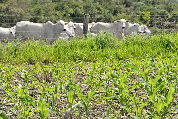 Integração Lavoura Pecuária: Fazenda Ressaca aguarda período chuvoso para o plantio de grãos