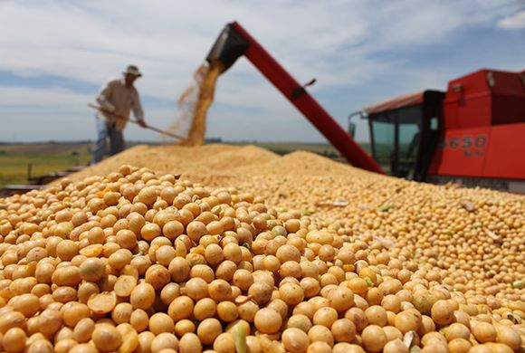 Cáceres: Ressaca inicia plantio de grãos