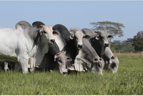 Touro verde: sistema de integração agropastoril eleva taxa de lotação de touros em 120%